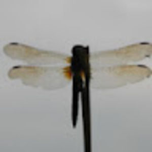 Meet your Posher, Gail